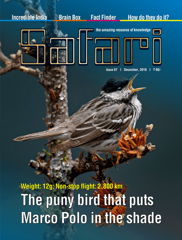 safari magazine gujarati pdf free download 2018